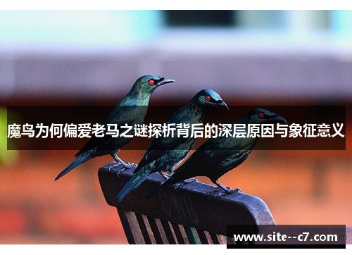 魔鸟为何偏爱老马之谜探析背后的深层原因与象征意义